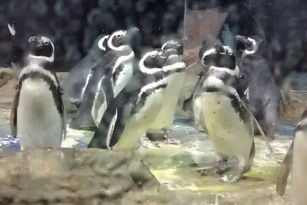PInguinário no Aquário de Santo