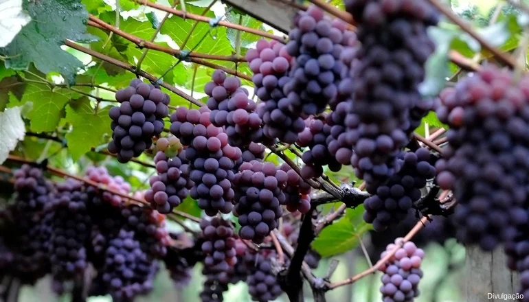 FESTA DA UVA DE JUNDIAÍ tem sabor, aromas e passeios
