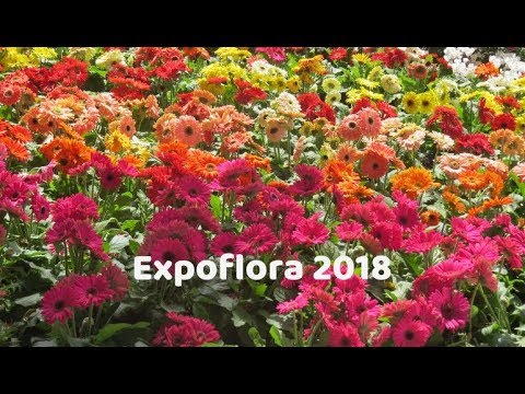 EXPOFLORA 2018 | Tendência e novidades em flores